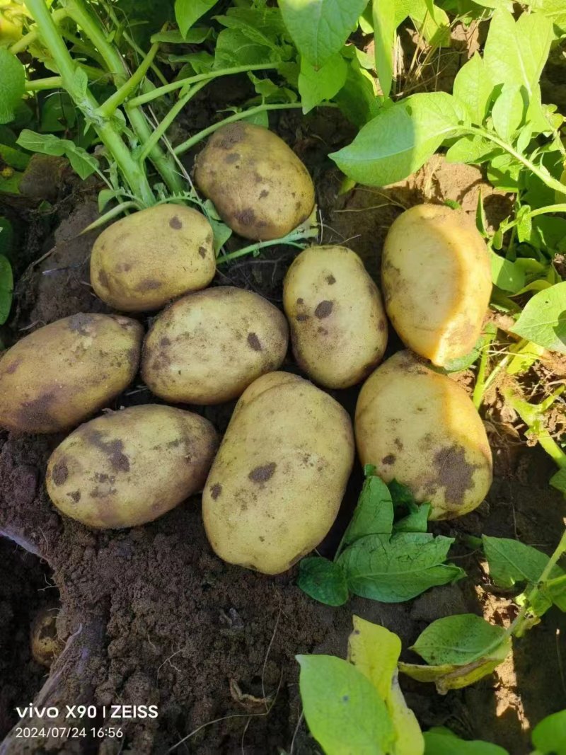 甘肃沙地荷兰土豆/v7土豆/西森6/土豆大量有货基地直供