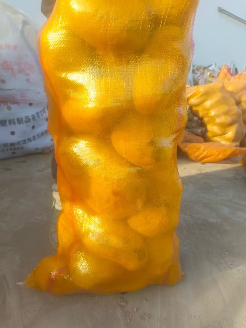 甘肃沙地荷兰土豆/v7土豆/西森6/土豆大量有货基地直供