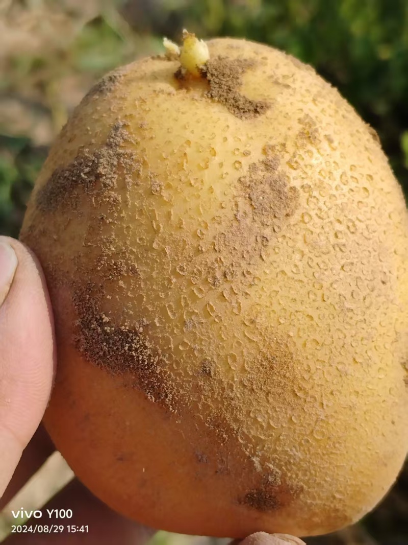 甘肃沙地荷兰土豆/v7土豆/西森6/土豆大量有货基地直供
