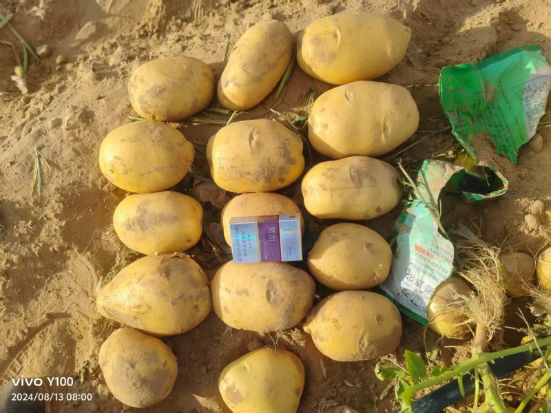 甘肃沙地荷兰土豆/v7土豆/西森6/土豆大量有货基地直供