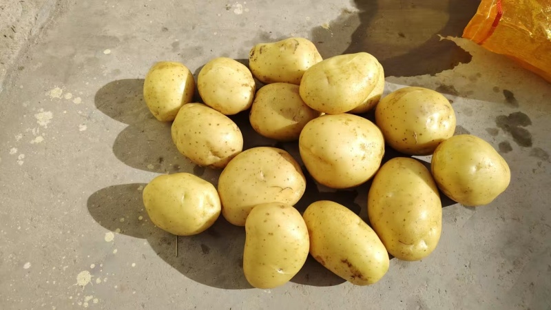 甘肃沙地荷兰土豆/v7土豆/西森6/土豆大量有货基地直供