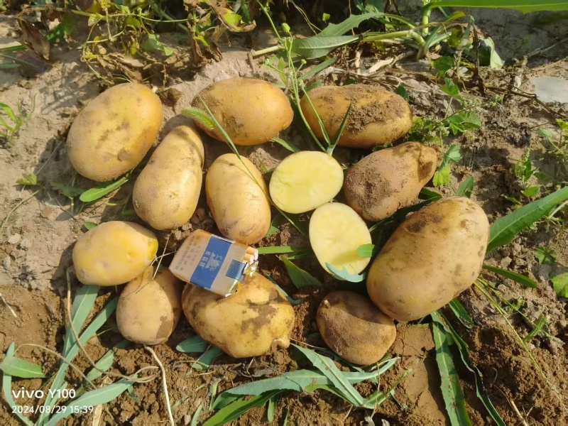 甘肃沙地荷兰土豆/v7土豆/西森6/土豆大量有货基地直供