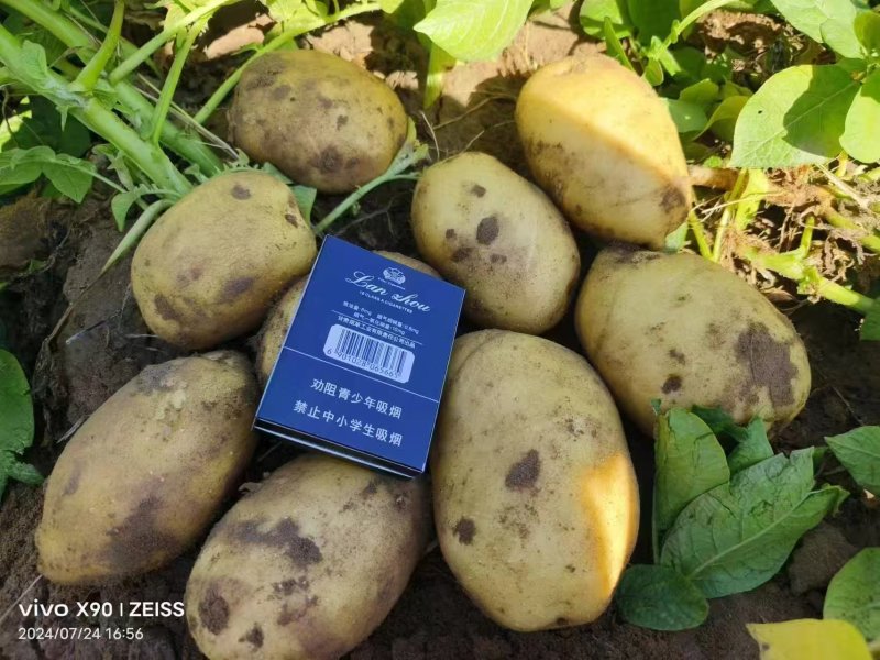 甘肃沙地荷兰土豆/v7土豆/西森6/土豆大量有货基地直供