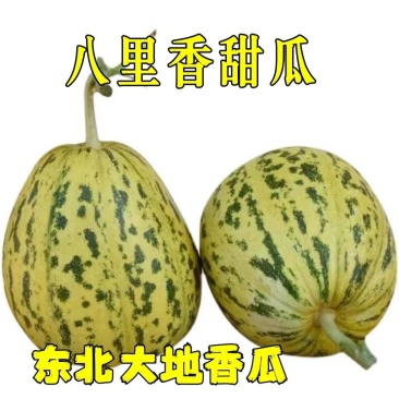 东北八里香甜瓜，花蕾甜瓜大量现货欢迎骚扰，线上线下均可