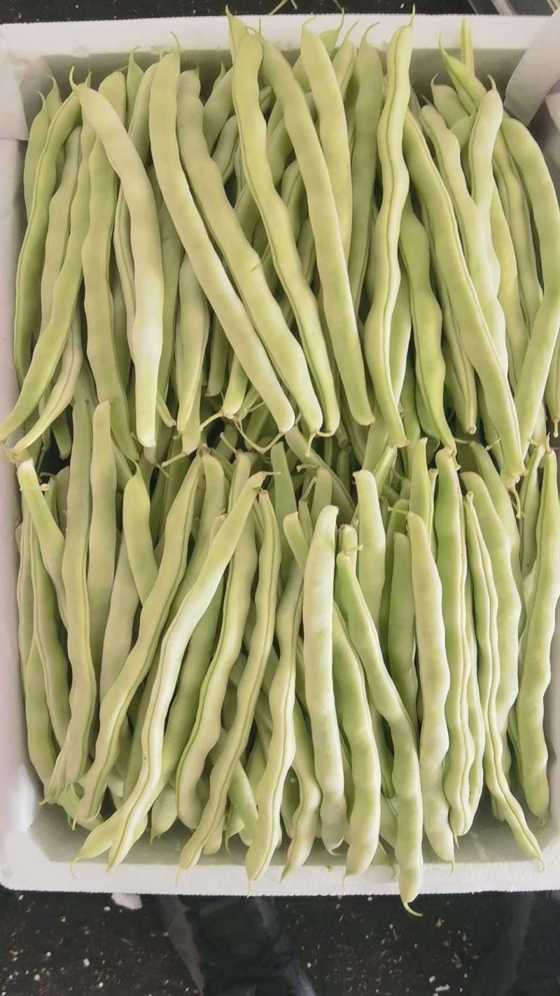 产地豆角大量上市！架豆王！白豆角无丝豆！小白龙豆角大紫袍