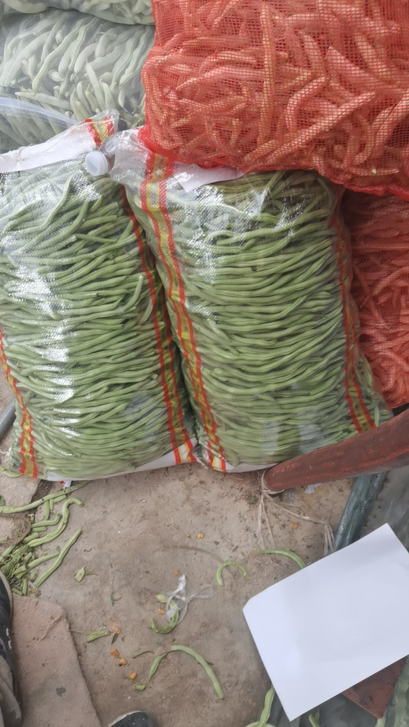 产地豆角大量上市！架豆王！白豆角无丝豆！小白龙豆角大紫袍
