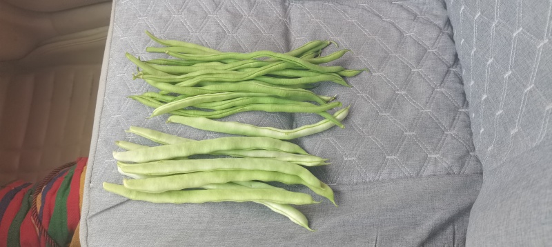产地豆角大量上市！架豆王！白豆角无丝豆！小白龙豆角大紫袍