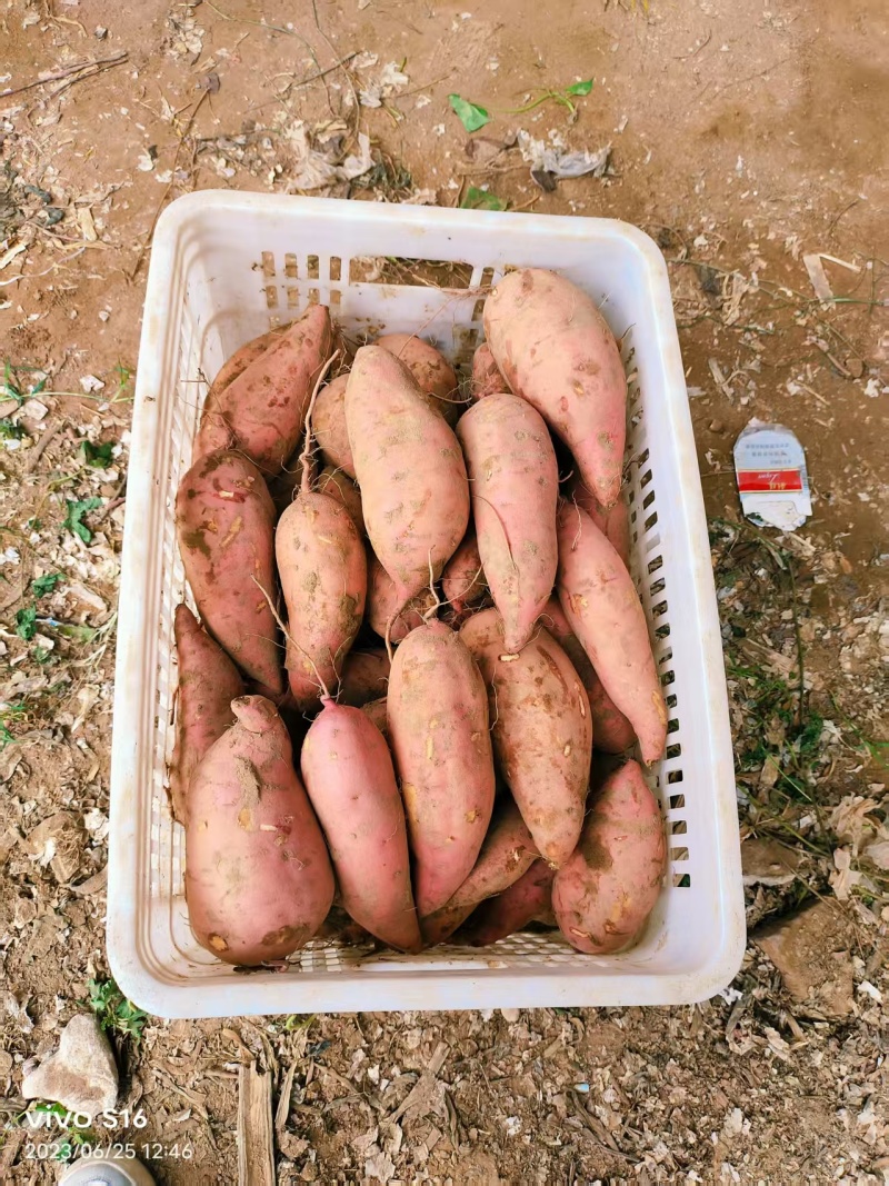 龙九红薯河南开封精品黄心红薯大量上市龙薯9号