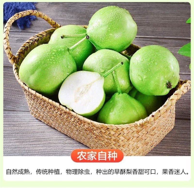 陕西青皮早酥梨青皮梨早熟梨基地直供量大从优