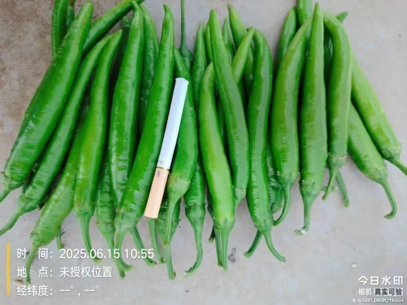 精品杭椒大量上市品质保证量大从优一手货源欢迎联系