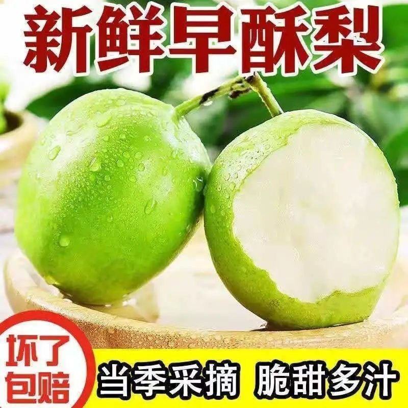 陕西蒲城早酥梨青皮梨早熟梨量大从优全国发货联系