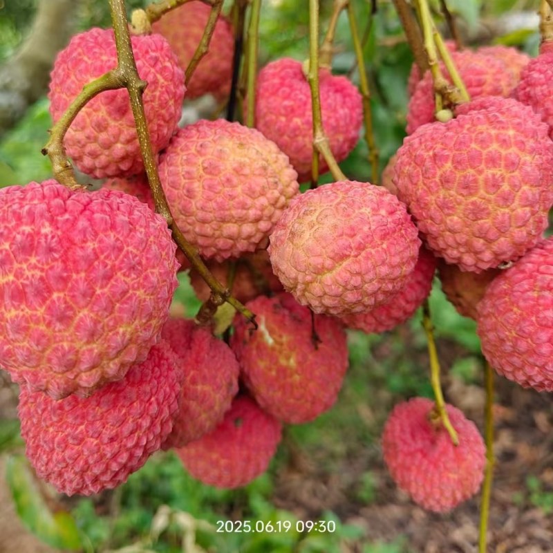 中国荔枝之乡，桂平-麻垌荔枝即将上市