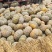 204南瓜盘龙南瓜基地直发量大从优欢迎来电咨询