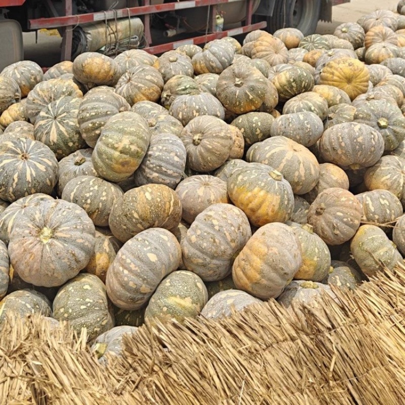 204南瓜盘龙南瓜基地直发量大从优欢迎来电咨询
