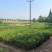 【精品优选】潼南药枳壳苗/品种纯正/药枳壳苗枳实苗