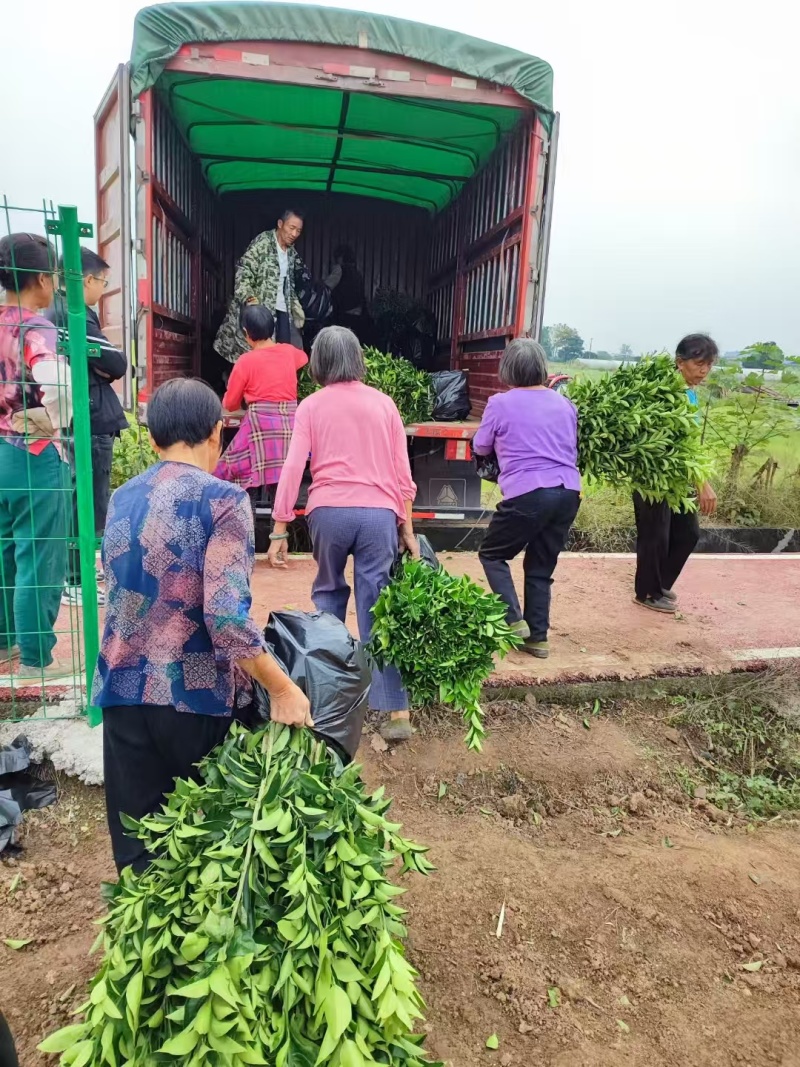 【精品优选】潼南药枳壳苗/品种纯正/药枳壳苗枳实苗