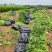 【精品优选】潼南药枳壳苗/品种纯正/药枳壳苗枳实苗