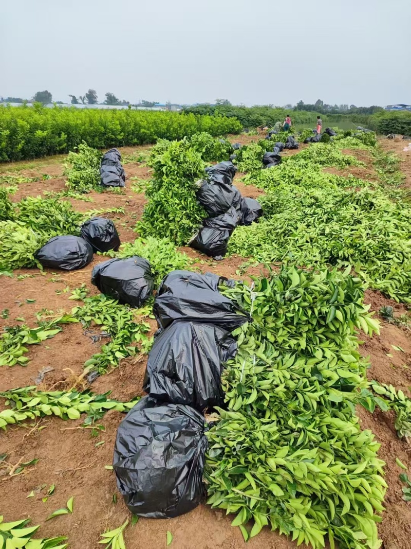 【精品优选】潼南药枳壳苗/品种纯正/药枳壳苗枳实苗