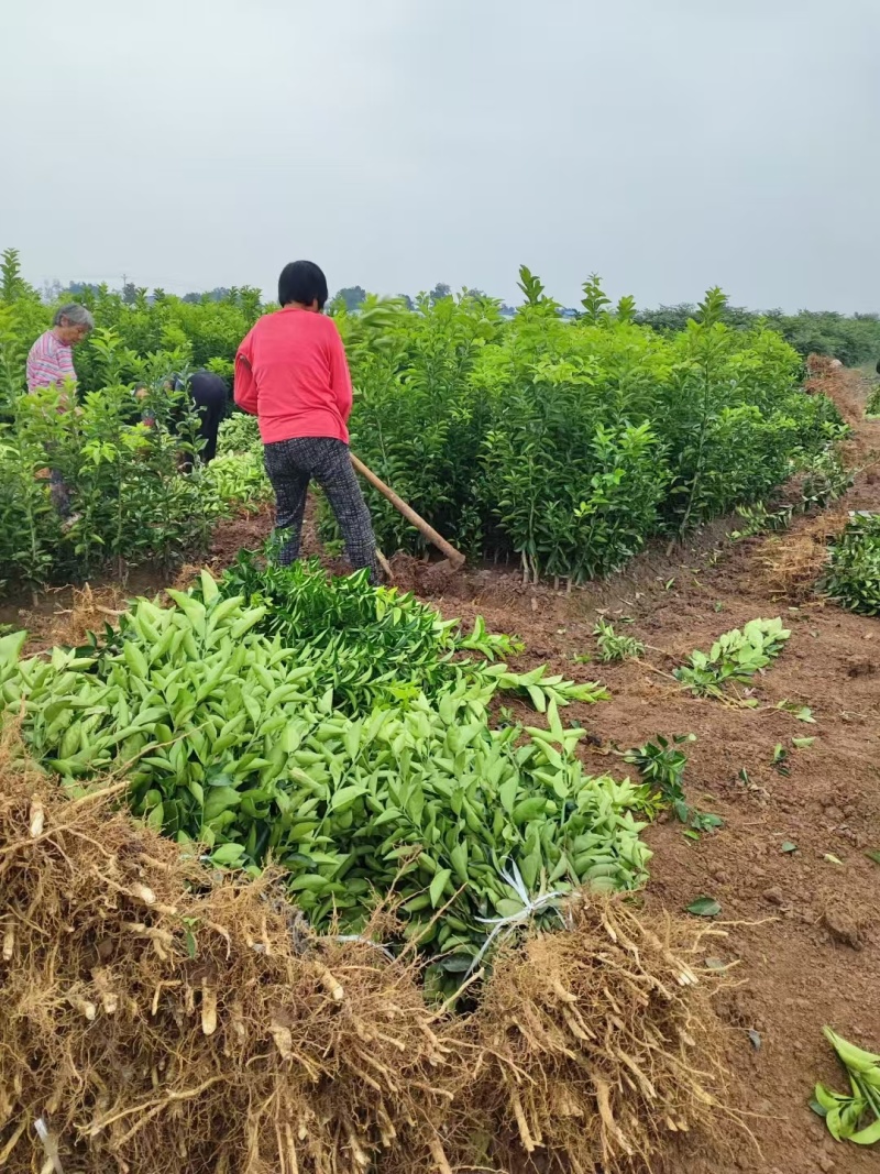 【精品优选】潼南药枳壳苗/品种纯正/药枳壳苗枳实苗