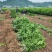 【精品优选】潼南药枳壳苗/品种纯正/药枳壳苗枳实苗
