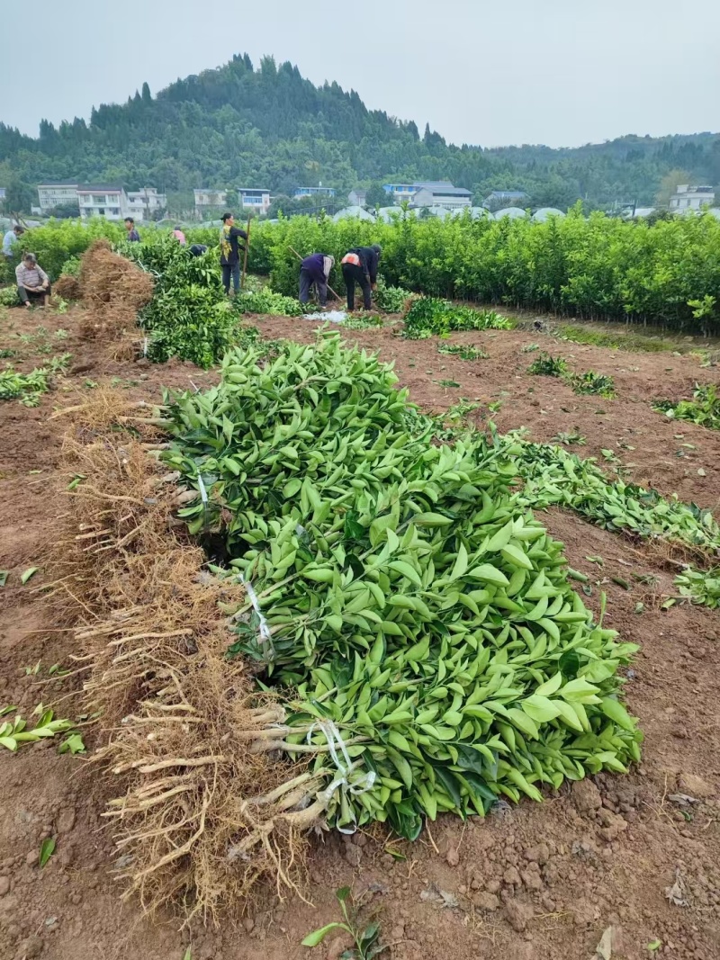 【精品优选】潼南药枳壳苗/品种纯正/药枳壳苗枳实苗