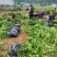 【精品优选】潼南药枳壳苗/品种纯正/药枳壳苗枳实苗