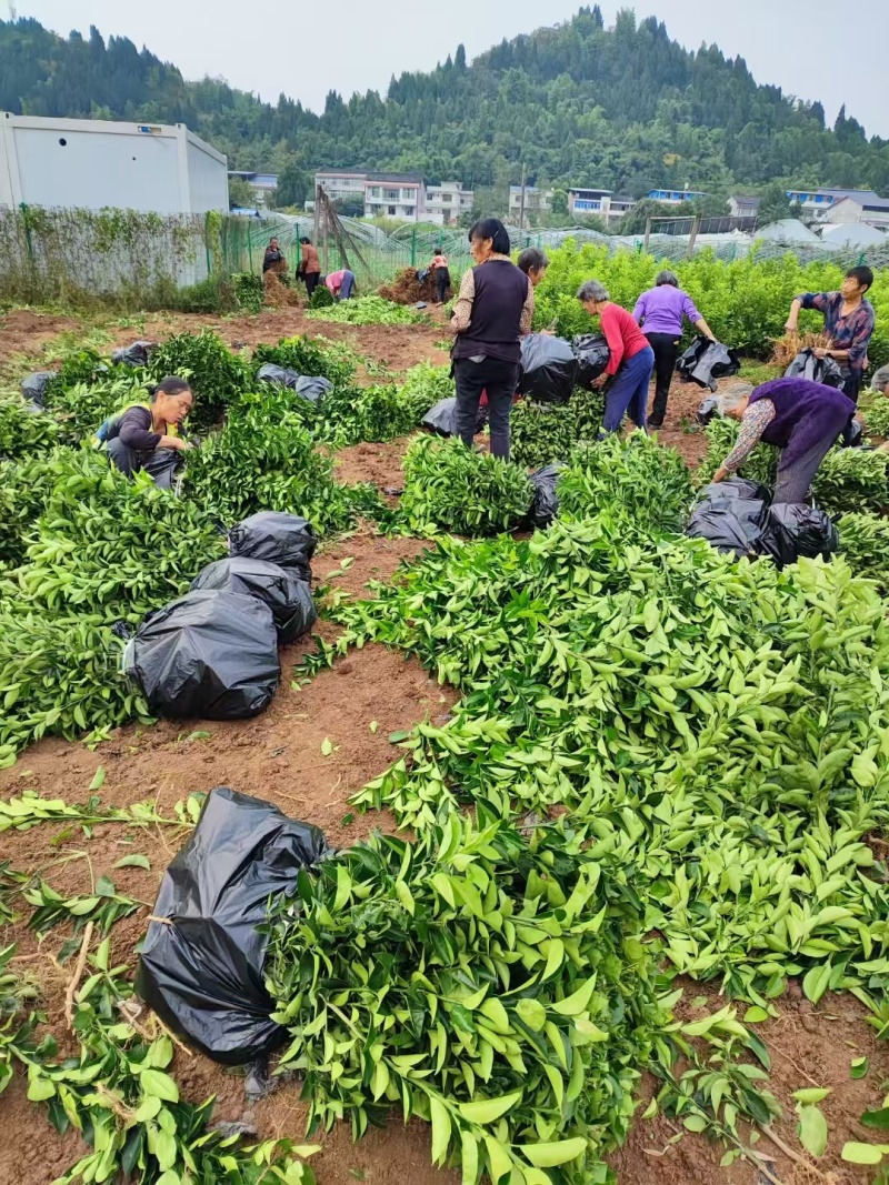 【精品优选】潼南药枳壳苗/品种纯正/药枳壳苗枳实苗