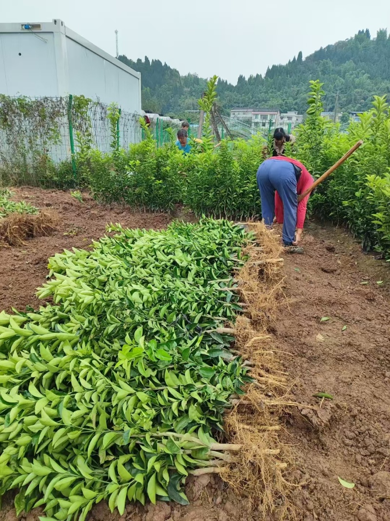 【精品优选】潼南药枳壳苗/品种纯正/药枳壳苗枳实苗