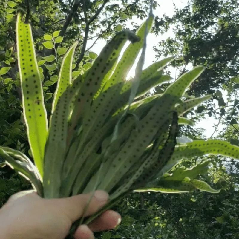 【每日推荐】贵州精品肾精草产地直发品质保障量大从优可视频