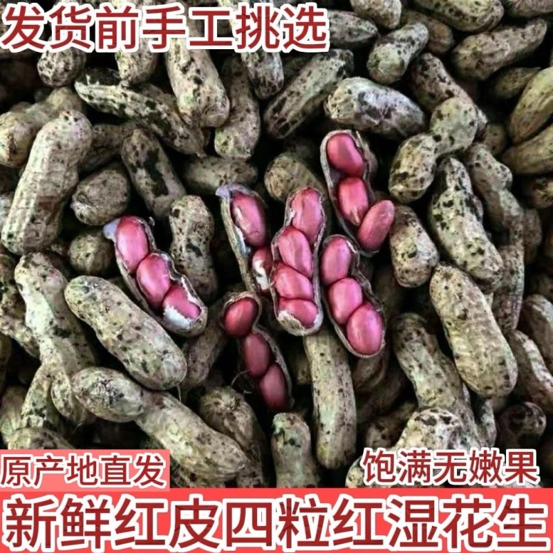 江苏新沂鲜花生四粒红大白沙产地直发大量供应