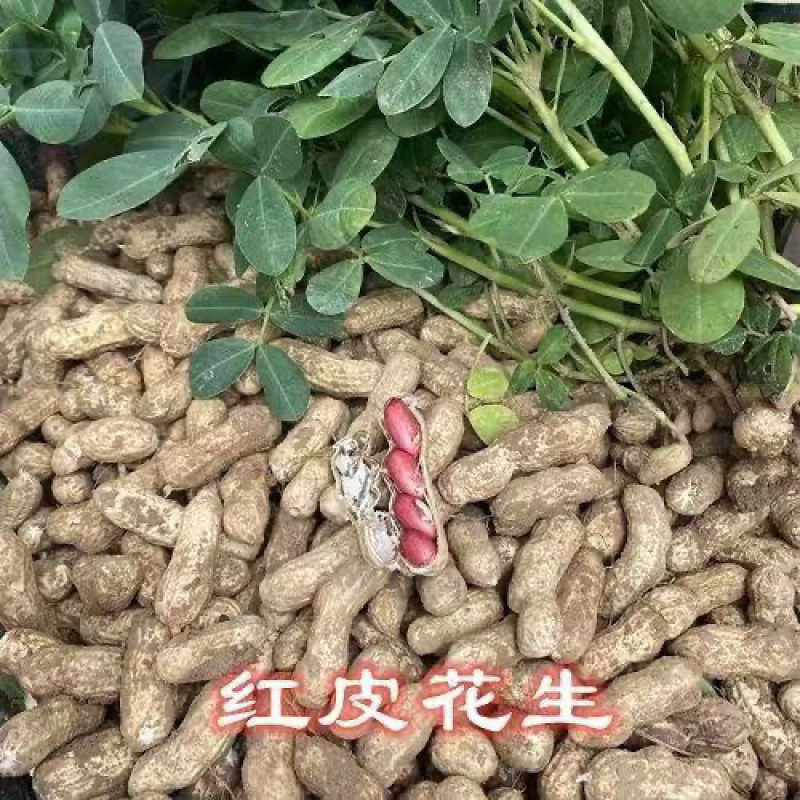 江苏新沂鲜花生四粒红大白沙产地直发大量供应