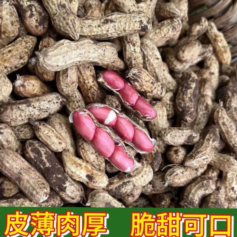 江苏新沂鲜花生四粒红大白沙产地直发大量供应