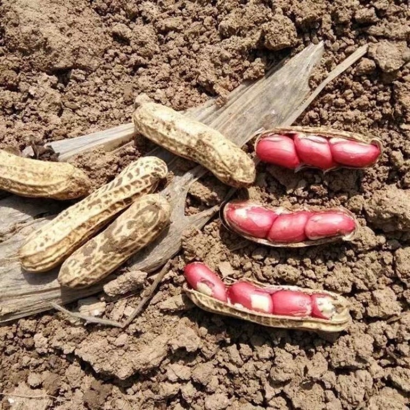 江苏新沂鲜花生四粒红大白沙产地直发大量供应