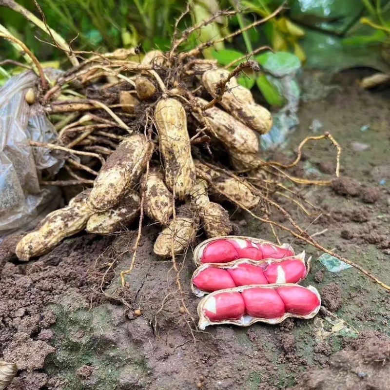 江苏新沂鲜花生四粒红大白沙产地直发大量供应