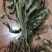 【每日推荐】贵州精品肾精草产地直发品质保障量大从优可视频