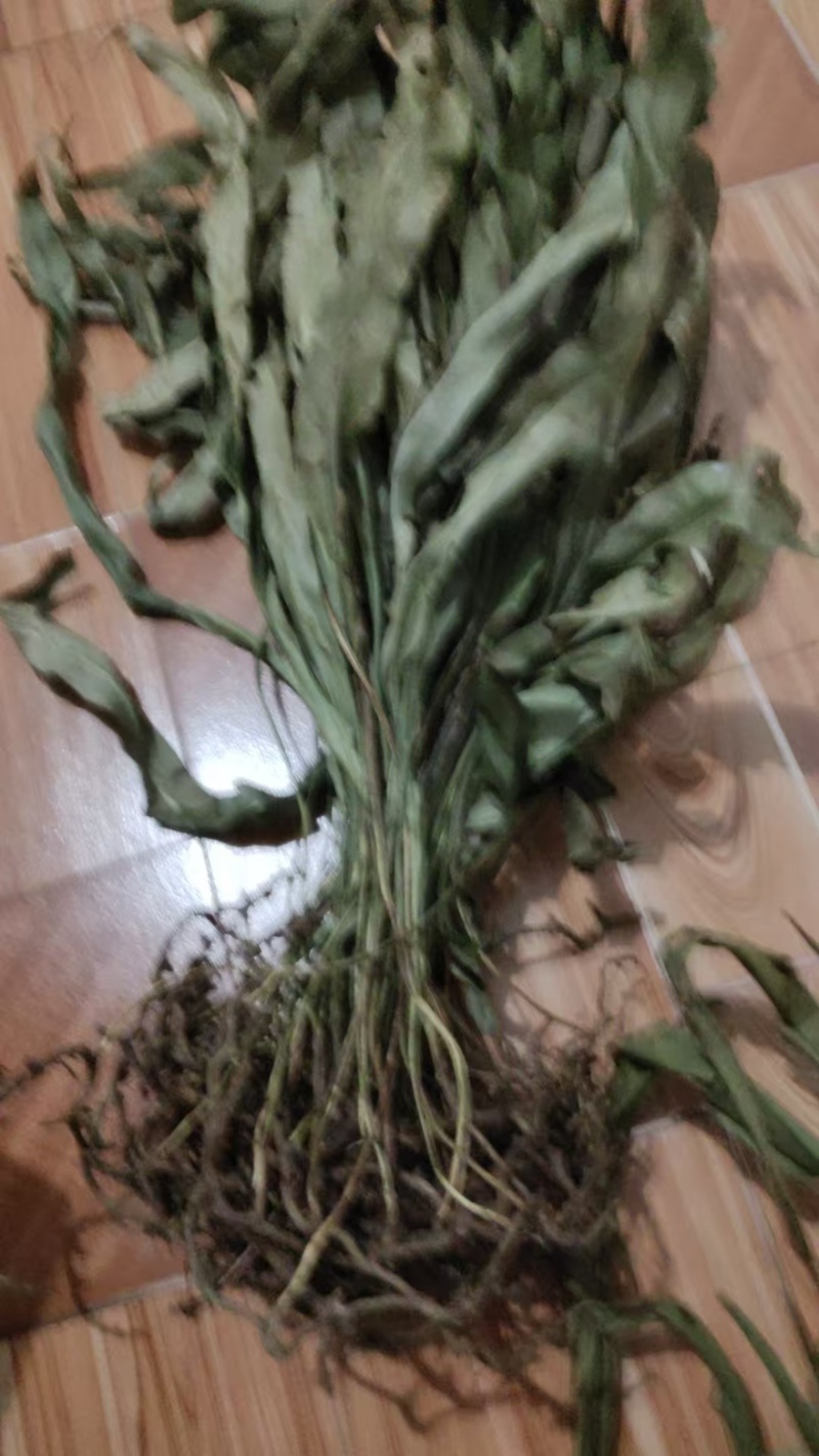 【每日推荐】贵州精品肾精草产地直发品质保障量大从优可视频