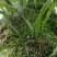 【每日推荐】贵州精品肾精草产地直发品质保障量大从优可视频