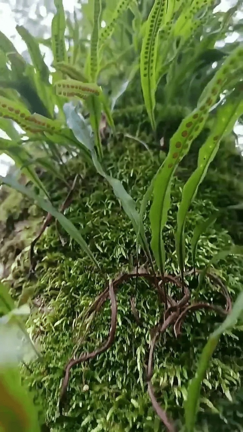 【每日推荐】贵州精品肾精草产地直发品质保障量大从优可视频