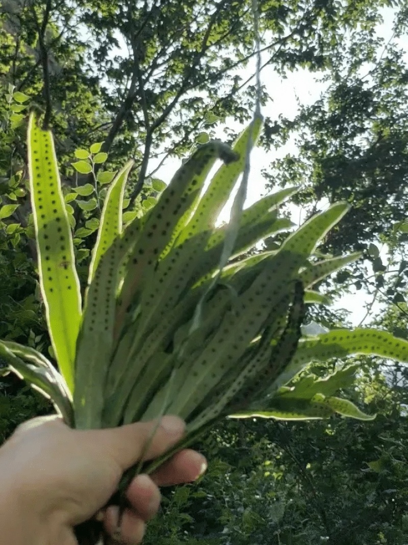 【每日推荐】贵州精品肾精草产地直发品质保障量大从优可视频
