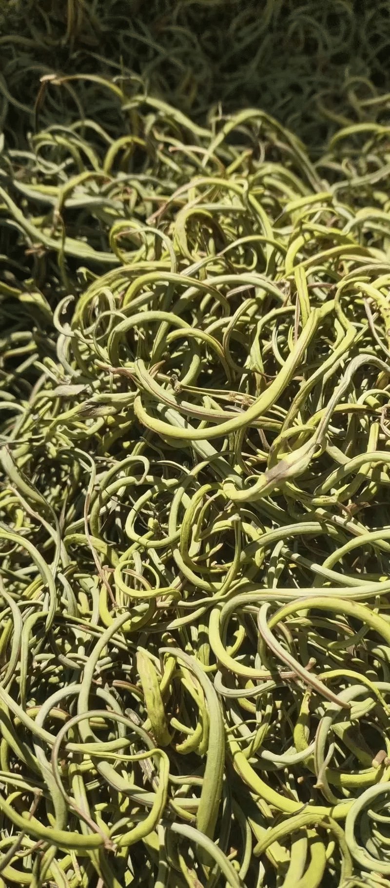 【每日推荐】贵州精品肾精草产地直发品质保障量大从优可视频