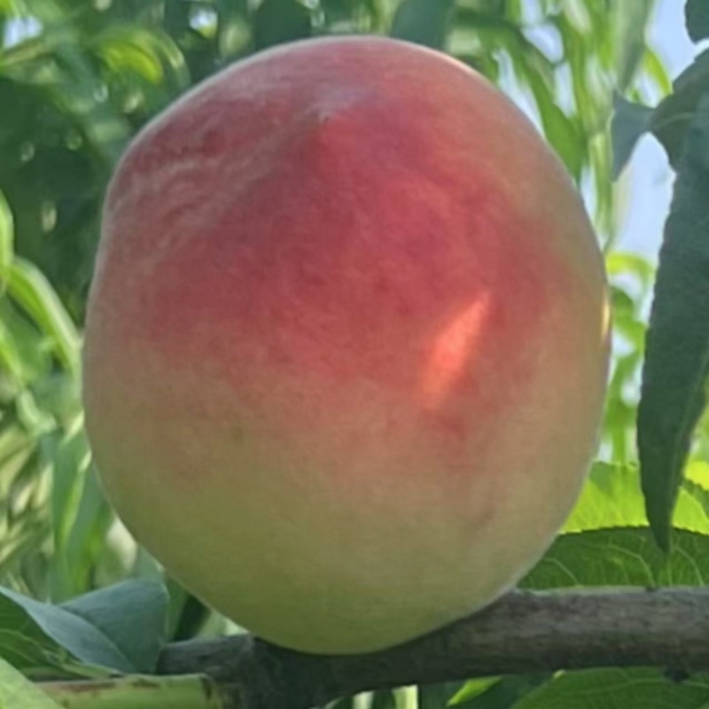 中桃9号霞脆美玉大桃子水蜜桃现货脆甜头茬大果