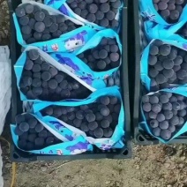 巨丰葡萄辽峰葡萄大量现货欢迎骚扰线上线下均可！