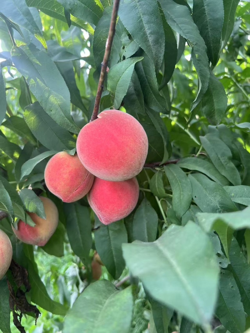 中桃9号霞脆美玉大桃子水蜜桃现货脆甜头茬大果