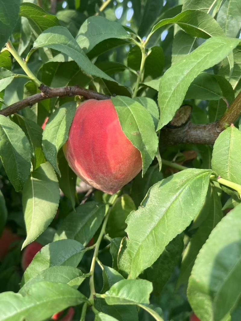 中桃9号霞脆美玉大桃子水蜜桃现货脆甜头茬大果