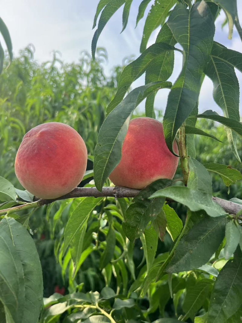 中桃9号霞脆美玉大桃子水蜜桃现货脆甜头茬大果