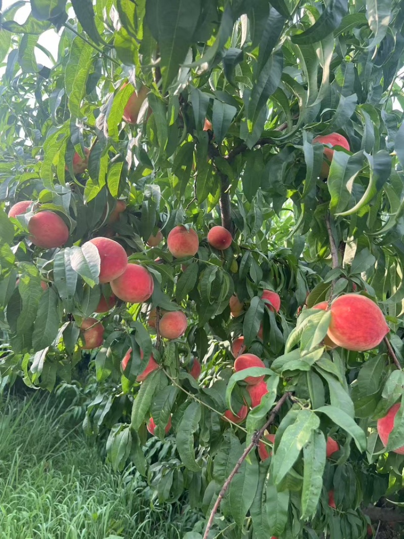 中桃9号霞脆美玉大桃子水蜜桃现货脆甜头茬大果
