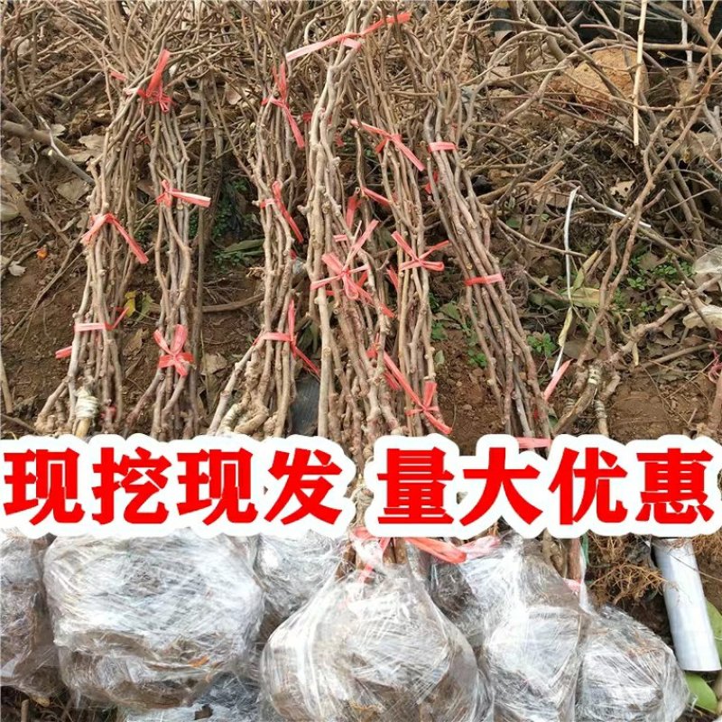 【实力】潼南红心猕猴桃苗/果树苗/嫁接猕猴桃苗/产地直供