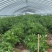 鲜辣椒尖椒\樟树辣椒\山东临沂费县樟树辣椒大量上市