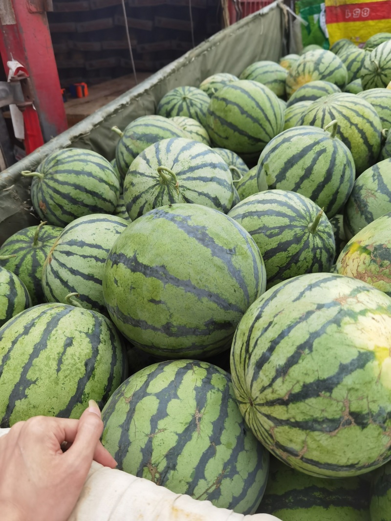 小糖丸，甜王，美都西瓜安陕西渭南一手货源产地直发