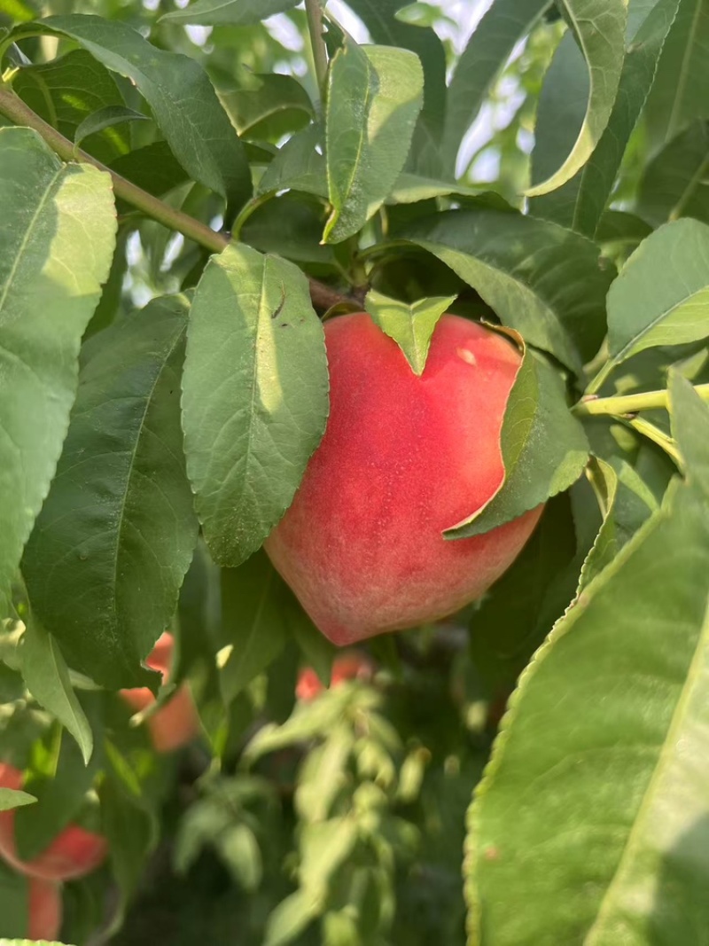 霞脆美玉中桃9克冰糖心大桃子现货头茬大果